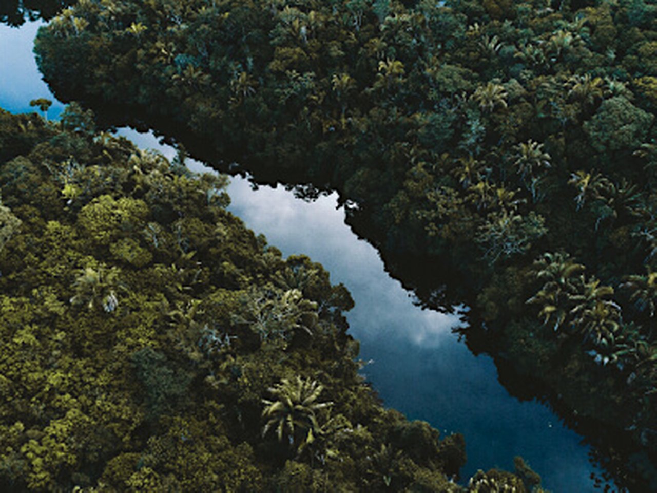 Amazon river from above