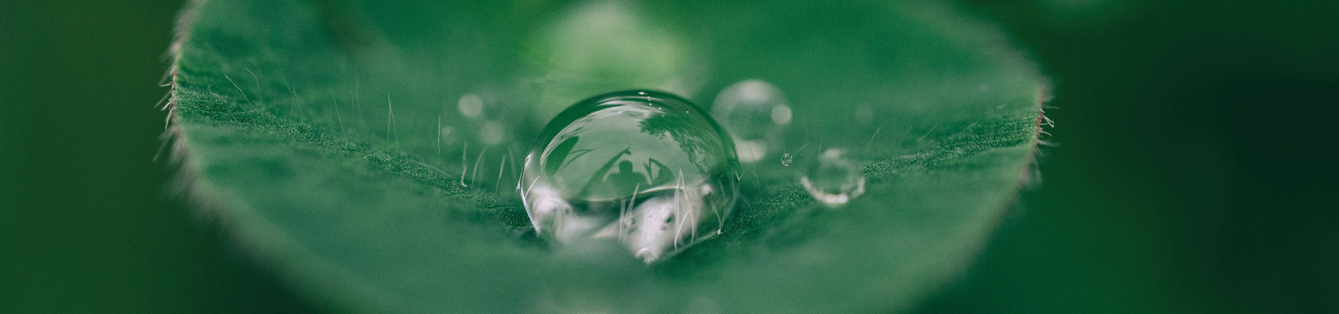 Close-up of a water droplet on a leaf